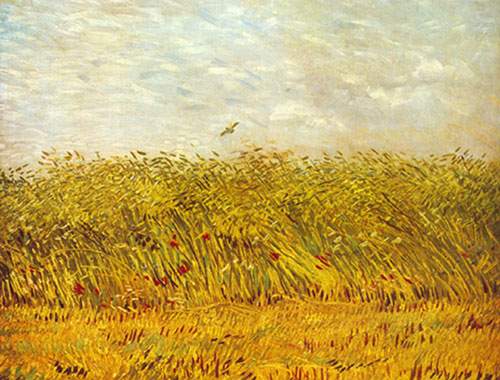 A Wheat Field