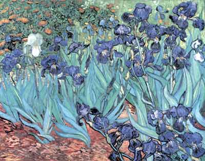 Vincent Van Gogh, Irises Fine Art Reproduction Oil Painting